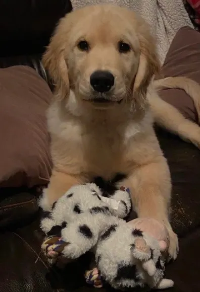 Puppy with toy